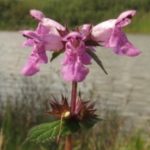 Illustration du profil de ecritoire